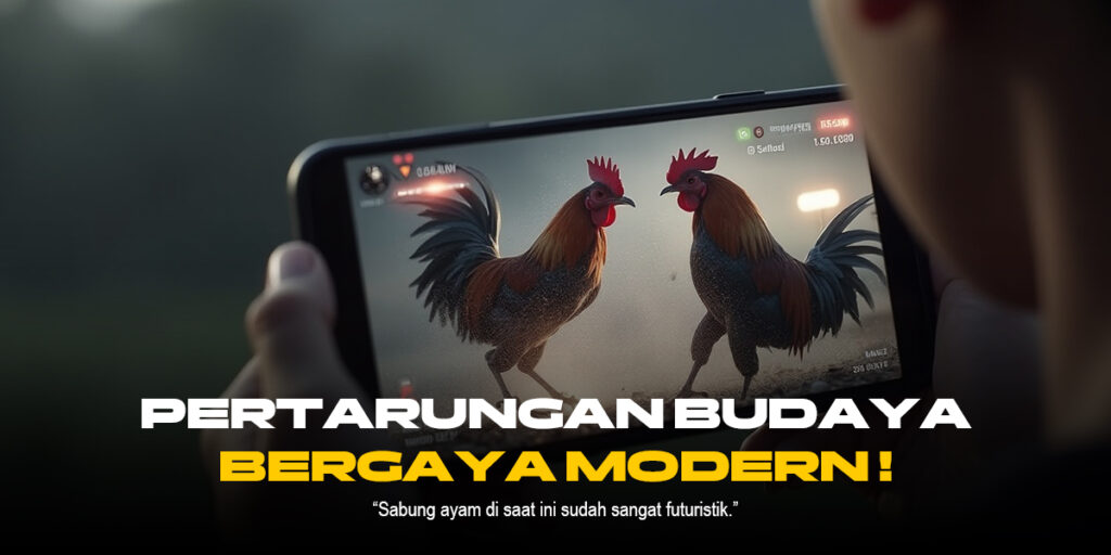 Mengenal Ayam Bangkok: Raja Sabung Ayam SV388