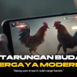 Mengenal Ayam Bangkok: Raja Sabung Ayam SV388