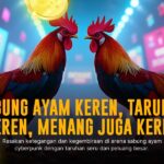 Mengulik Ayam Bangkok Super: Raja Sabung Ayam Modern