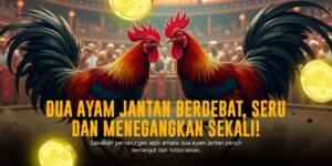 Mengenal Jenis Ayam Bangkok dalam Sabung Ayam SV388