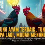 Mengenal Jenis Ayam Bangkok: Raja Sabung Ayam Terpopuler