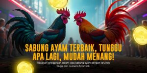 Mengenal Jenis Ayam Bangkok: Raja Sabung Ayam Terpopuler
