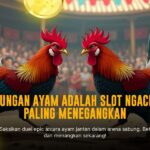Mengenal Jenis Ayam Bangkok Unggul di SV388 Sabung Ayam