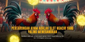 Mengenal Jenis Ayam Bangkok Unggul di SV388 Sabung Ayam