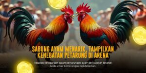 Membedah Keunggulan Ayam Bangkok dalam Arena Sabung Ayam SV388