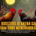 Mengenal Jenis Ayam Bangkok Dalam Sabung Ayam SV388