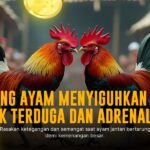 Inggris Super Ring: Jenis Ayam Sabung Ayam yang Jadi Primadona