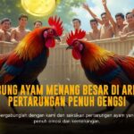 Membedah Sabung Ayam SV388: Sensasi Taruhan Ayam Jago Modern