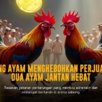 Mengenal Ayam Bangkok dalam Dunia Sabung Ayam SV388