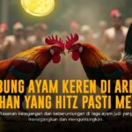 Mengenal Ayam Bangkok: Raja Sabung Ayam yang Tak Tertandingi