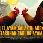 Mengenal Jenis Ayam Bangkok dalam Sabung Ayam SV388: Keunggulan dan Strategi
