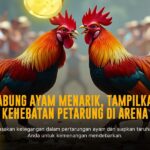 Membedah Keunggulan Ayam Bangkok dalam Arena Sabung Ayam SV388