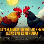 Mengenal Ayam Bangkok: Raja Dalam Dunia Sabung Ayam