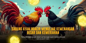 Mengenal Ayam Bangkok: Raja Dalam Dunia Sabung Ayam